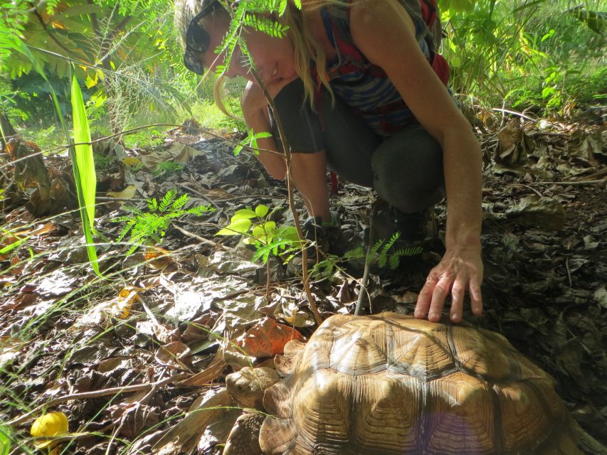 Kauai: Private Tortoises, Caves, and Cliffs South Shore Hike - Final Words