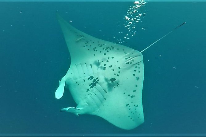 Keauhou Manta Ray Night Snorkel - Booking Information and Contact Details