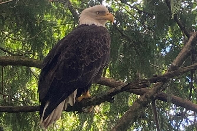 Ketchikan Sightseeing Tour With Saxman Native Village - Common questions