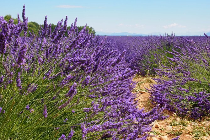 Lavender Fields Tour in Valensole From Marseille - Traveler Testimonials