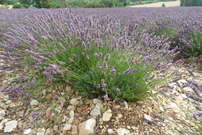 Lavender Tour Sault From Marseille - Operator Details