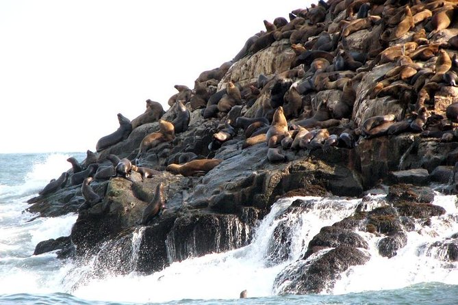 Lima: Palomino Islands Excursion & Swimming With Sea Lions With Hotel Transfers - Final Words