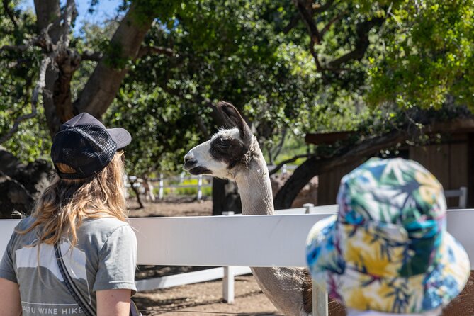 Malibu: Guided Vineyard Hike With Photo Stops and Wine - Final Words