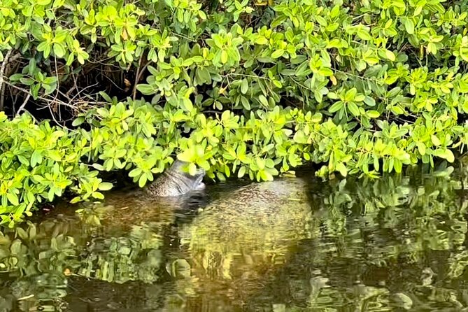 Manatee Sightseeing and Wildlife Boat Tour - Final Thoughts