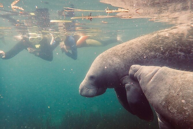 Manatee Snorkel Tour From American Pro Diving Center - Accessibility and Safety Measures