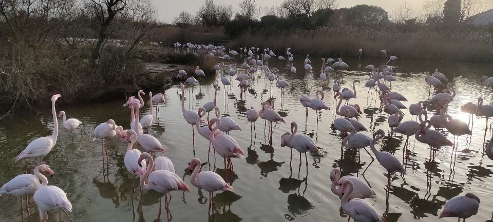 Marseille: The Camargue 8-Hour Guided Outing - Common questions