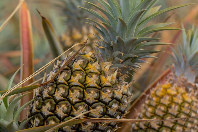 Maui Pineapple Farm Tour in Haliimaile - Final Words