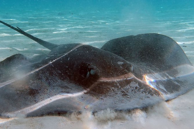 Moorea Lagoon Tour by Transparent Kayak - Guide Appreciation