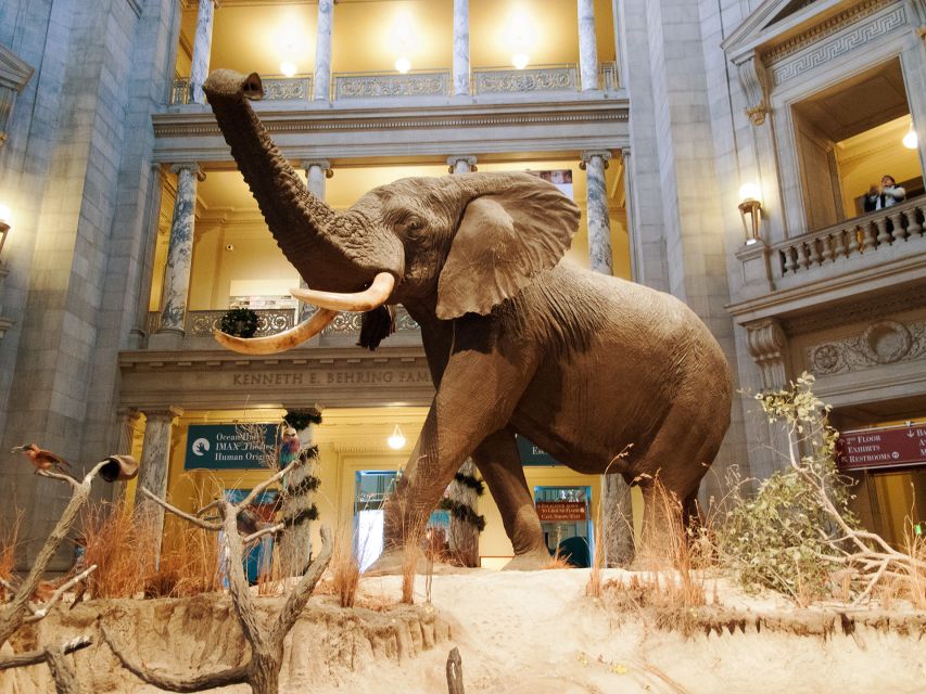 Natural History Museum & American History Museum - Background Information