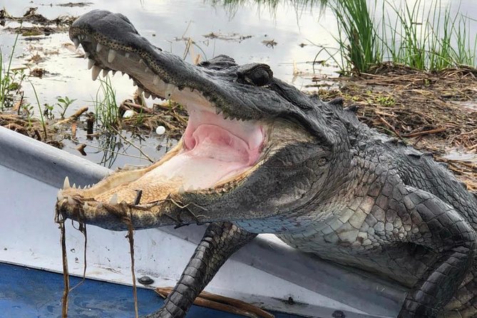 New Orleans Large Airboat Swamp Tour - Common questions