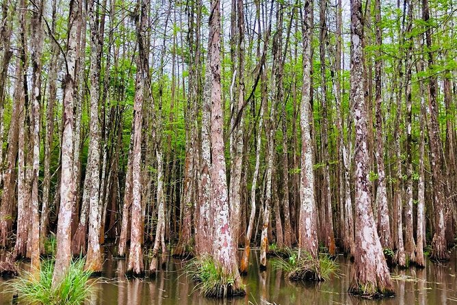 New Orleans Swamp and Bayou Boat Tour With Transportation - Additional Information and Policies