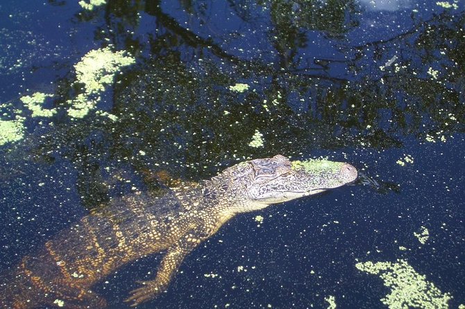 New Orleans Swamp Tour Boat Adventure With Transportation - Final Words