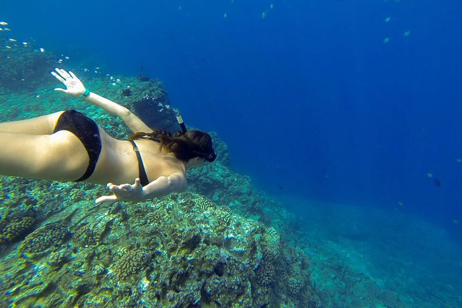 Niihau and Na Pali Coast Snorkel Boat Tour - Crew Performance Feedback