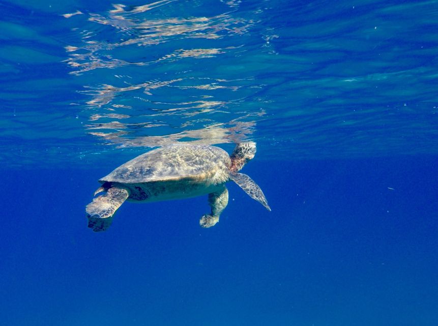 Oahu: Dolphin Swim and Turtle Snorkel Excursion in Waianae - Snorkeling Adventure