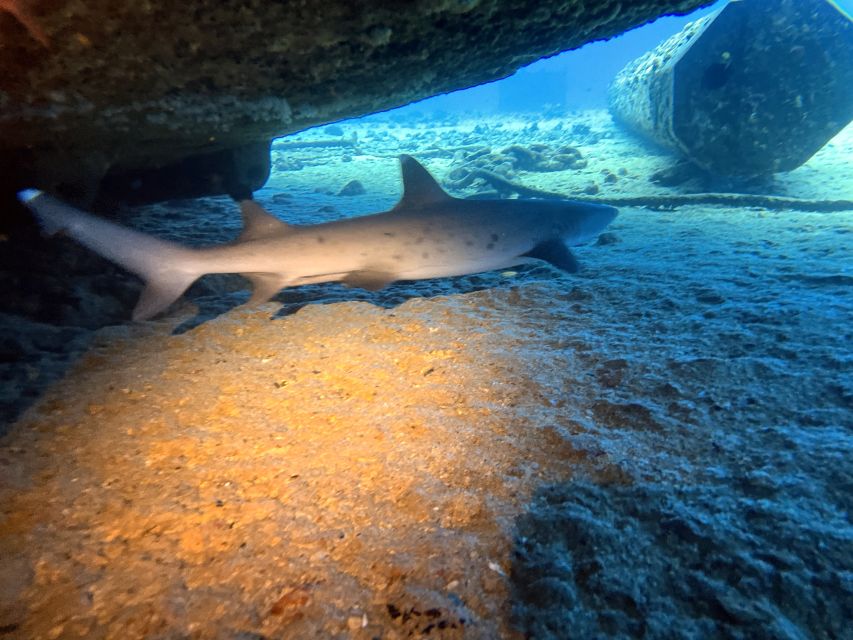 Oahu Night Dive: Adventure for Certified Divers - Meeting Point and Logistics