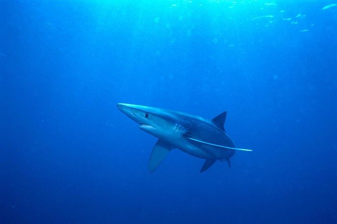 Oahu Shark Dive - Encounter With Shark Species