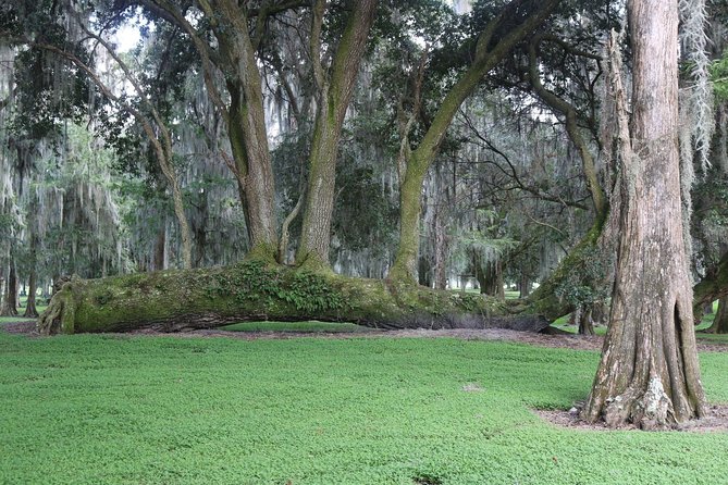 One-Hour Airboat Ride Near Orlando - Traveler Tips and Recommendations