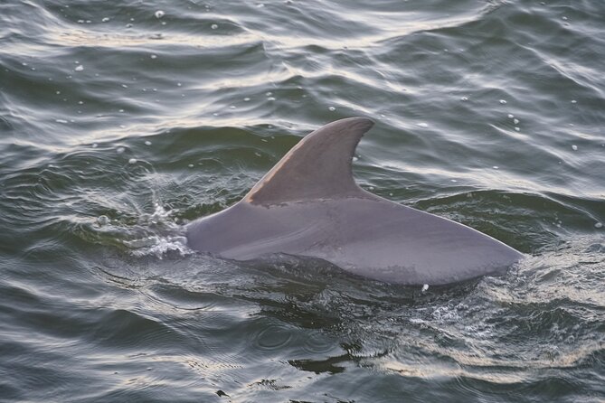 Orange Beach Dolphin Eco Boat Tour - Common questions