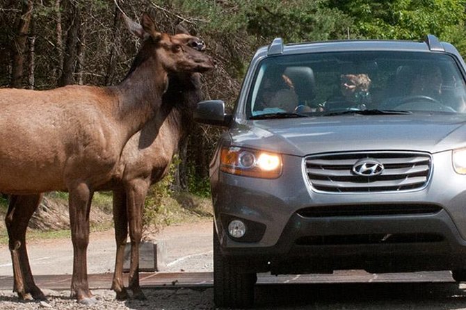 Private Day Tour to Wildlife Parc Omega and Montebello Lodge From Montreal - Customer Reviews