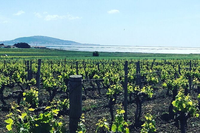 Private Half-Day Languedoc Wine Tour From Sète - Contact and Support