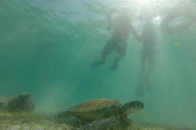 Private Snorkeling Tour With Sea Turtles at Akumal Beach  - Playa Del Carmen - Nearby Dining Options