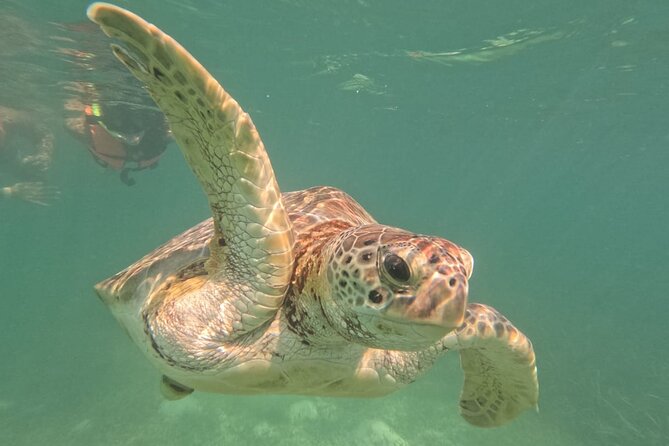 Private Snorkeling With Sea Turtles in Akumal Beach - Environmental Consciousness