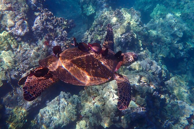 Private South Maui Turtle Town Snorkeling and Kayaking Tour - Common questions