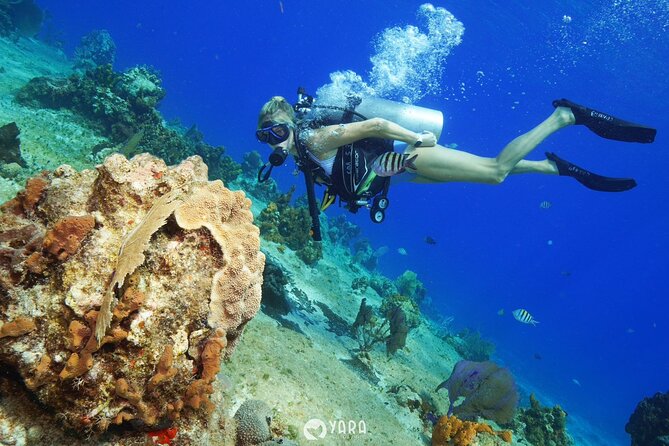 Private Three-Hour Introductory Scuba Diving Lesson  - Cozumel - Customer Testimonials