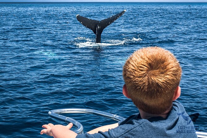 Private VIP Whale & Dolphin Watching Tour With Capt. Nick in Newport Beach - Final Words