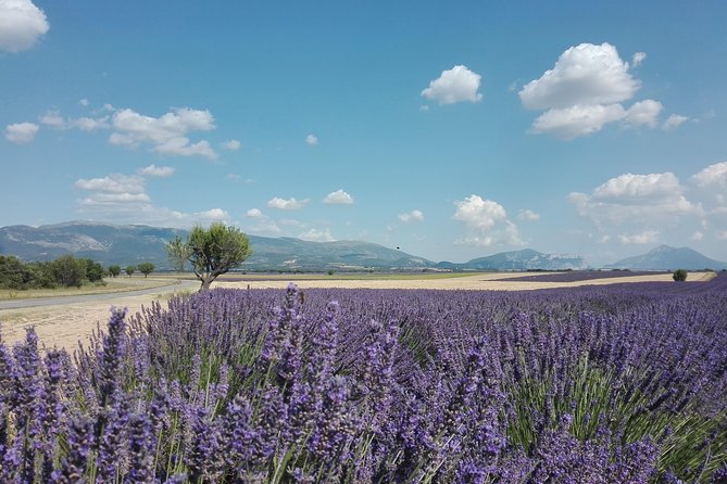 Provence Lavender Fields Tour in Valensole From Marseille - Final Words