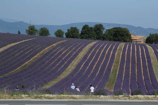 Provence Lavender Full Day Tour From Avignon - Final Words