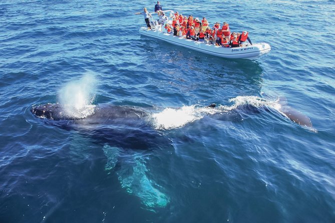 Puerto Vallarta Whale-Watching Tour - Final Words