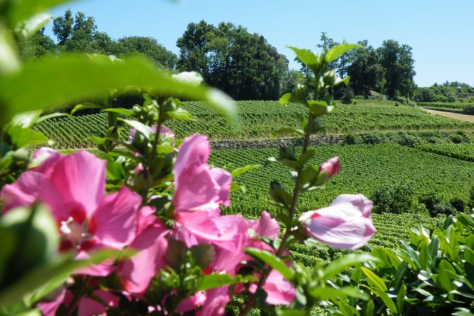 Saint Emilion Wine Tour Half Day - Final Words