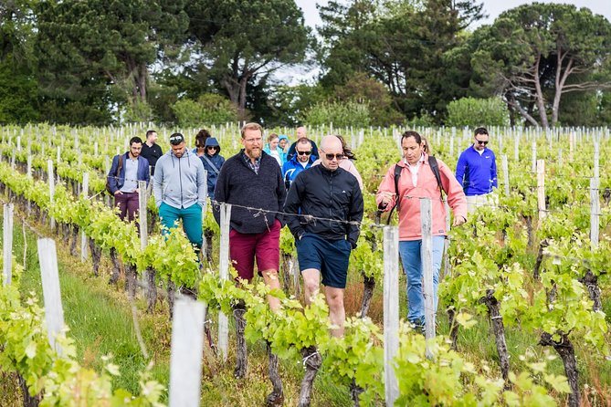 Saint-Georges Saint-Emilion Walking and Biking Tour With Lunch  - France - Traveler Minimum Requirement