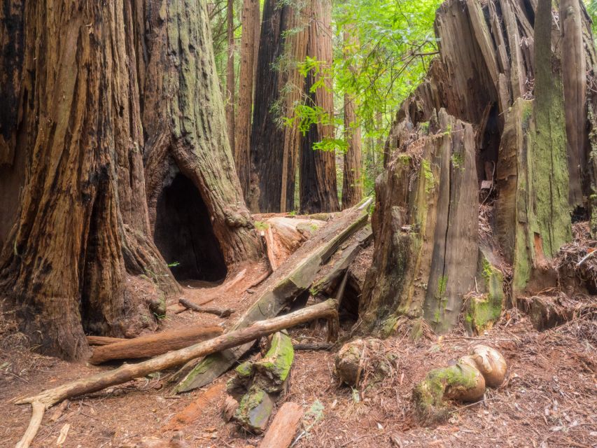 San Francisco: Private Muir Woods and Sausalito Tour - Location and Setting