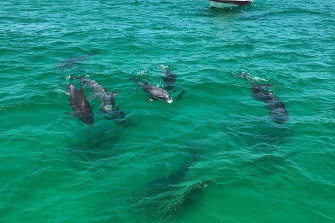 Shell Island Snorkel and Dolphin Catamaran Cruise With Island Time - Final Words