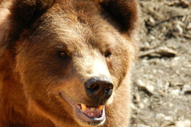 Sitka Tour: Raptor Center, Fortress of the Bears, Totems - Affordable Pricing and Popular Attractions