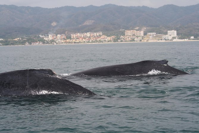 Small-Group Half-Day Whale-Watching Tour in Puerto Vallarta - Weather-Dependent Operations