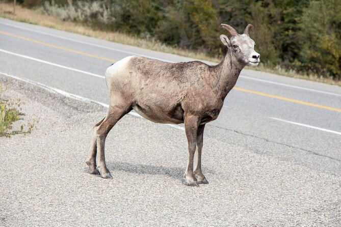 Smartphone Audio Driving Tour Between Banff and Calgary - Traveler Reviews