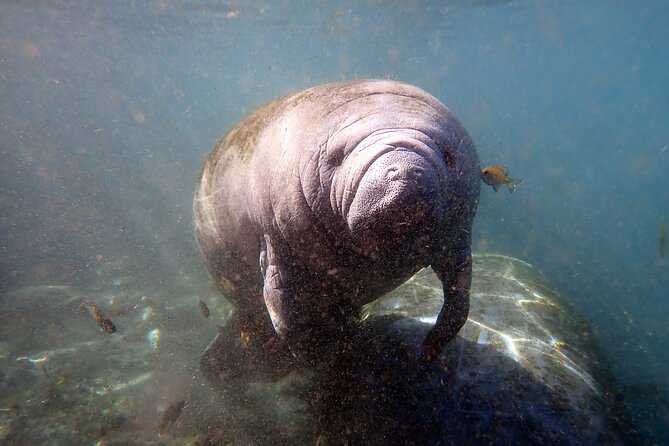The OG Manatee Snorkel Tour With In-Water Guide/PhotOGrapher - Common questions