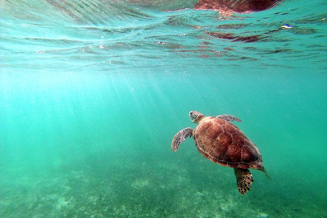 Turtle and Cenote Private Adventure From Riviera Maya  - Playa Del Carmen - Exclusive Group Participation Benefits