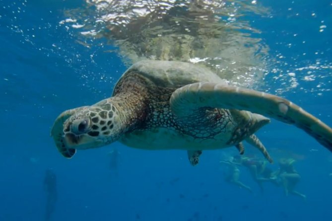 Turtle Snorkeling Adventure in Waikiki (Boat Tour) - Directions and Meeting Point