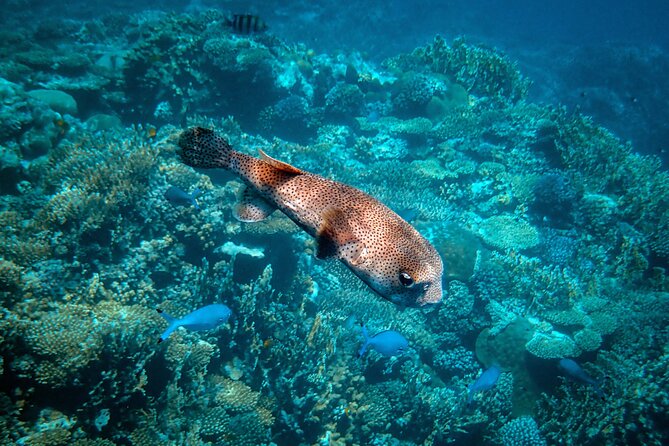 Turtle Town Snorkel With Photo and Video - Guide Feedback and Notable Encounters