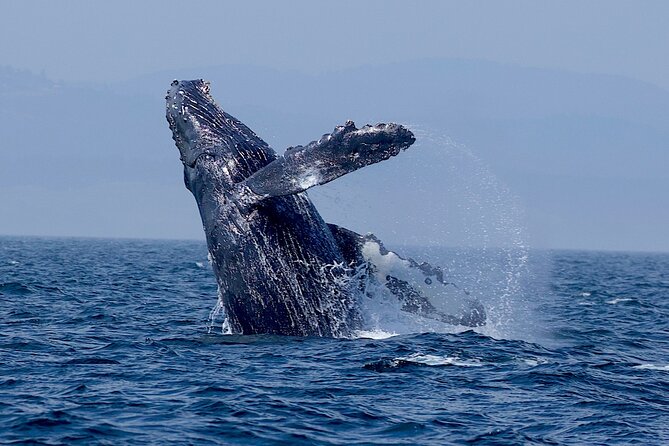 Ultimate Marine Whale & Wildlife Tour - Common questions