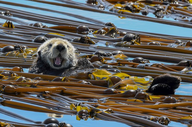 Victoria Marine Wildlife Tour - Wheelchair Accessibility