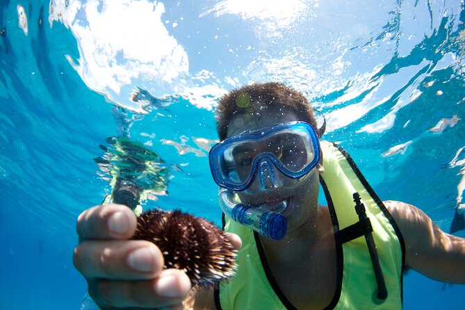 West Oahu Hawaiian Green Sea Turtle, Dolphin Snorkel Sail W Lunch - Positive Experiences