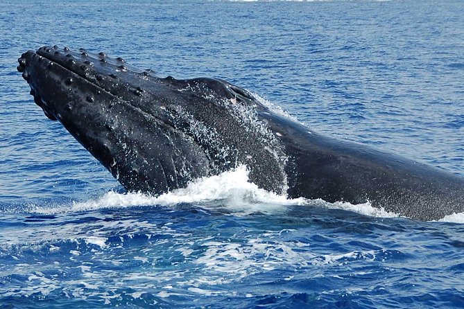 Whale Watching On The Big Island - Directions for a Memorable Experience