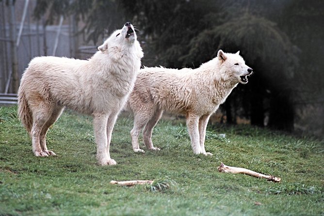 White Wolf Sanctuary Tour  - Oregon - Tour Preparation