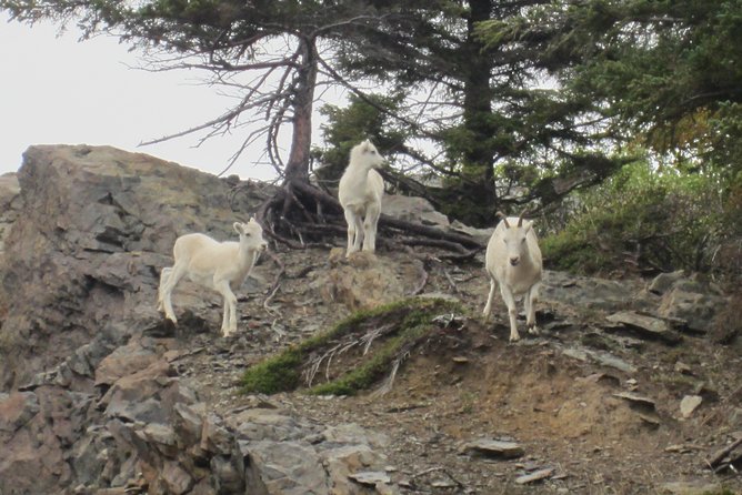 Wildlife and Glaciers With a Walk in the Rainforest - Final Words