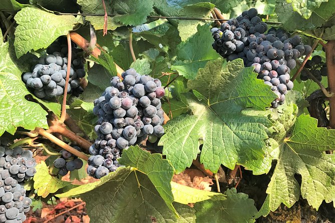 Willamette Valley Wine Tour From Portland (Tasting Fees Included) - Customer Reviews and Recommendations